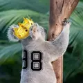 KoalaBearKing98