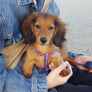 子犬わんことの日常 相互フォロー