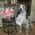 Harley the Great Dane