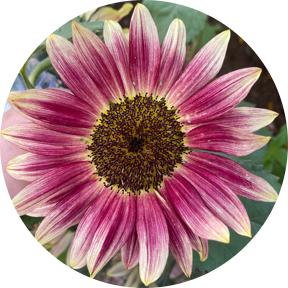 Sunflower Frank's images