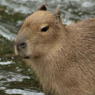 capybara.boi's images