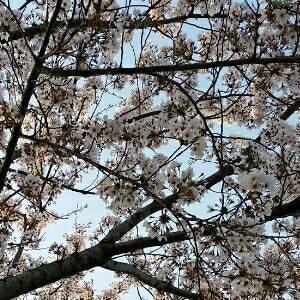 ねこ動画にゃん