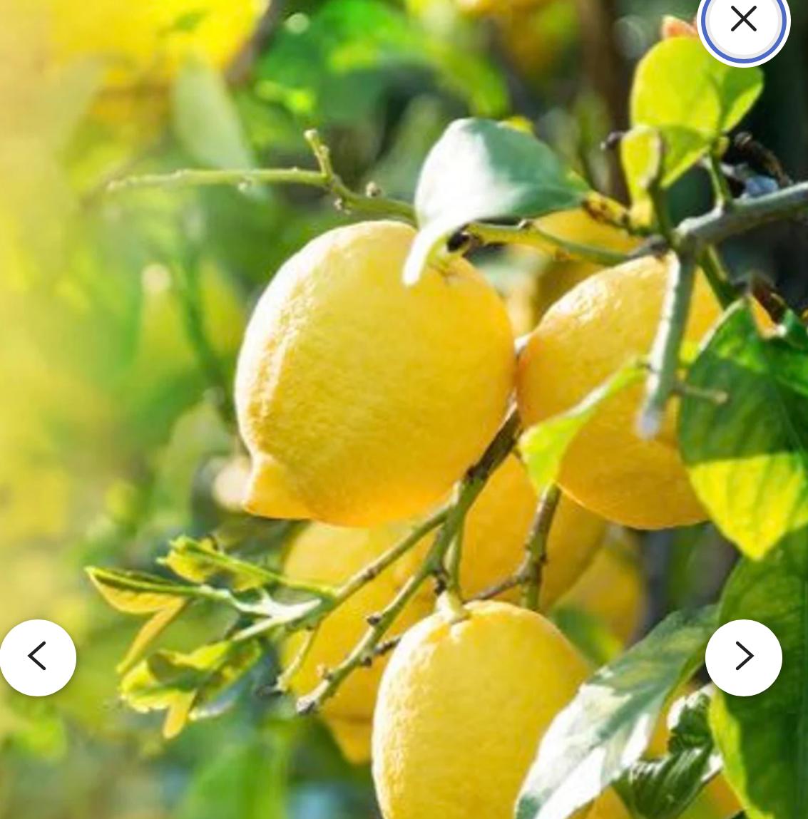 Ta lemon 08's images