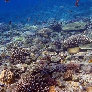 車の面白い動画たち