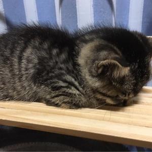 Zaghary大分ライバー