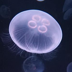 フィッシュストーリー