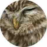 くるぶしどーん