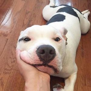 動物大好きさん