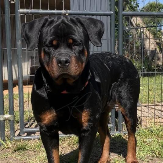 Tx Rottweilers 's images