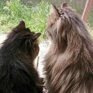 ★あにまるちゃんねる★