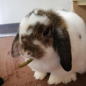 ウサギのアン【相互】