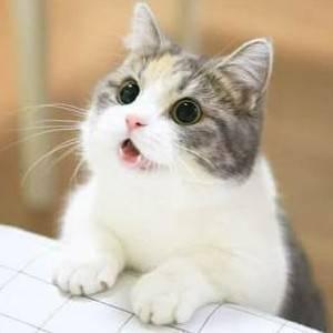 特選！動物ちゃんねる