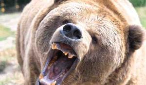 くまちゃんエンタメ相互チャンネル