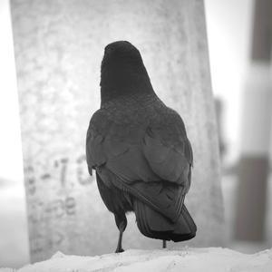 雅鴉チャンネル