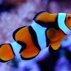 Иван Иванович