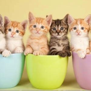 癒しを与えますチャンネル