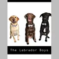 The Labrador Boys