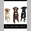 The Labrador Boys-avatar