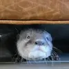 Corndog The Otter-avatar