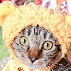 保護猫14にゃん