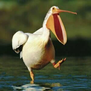 Funny, Curious Animals.