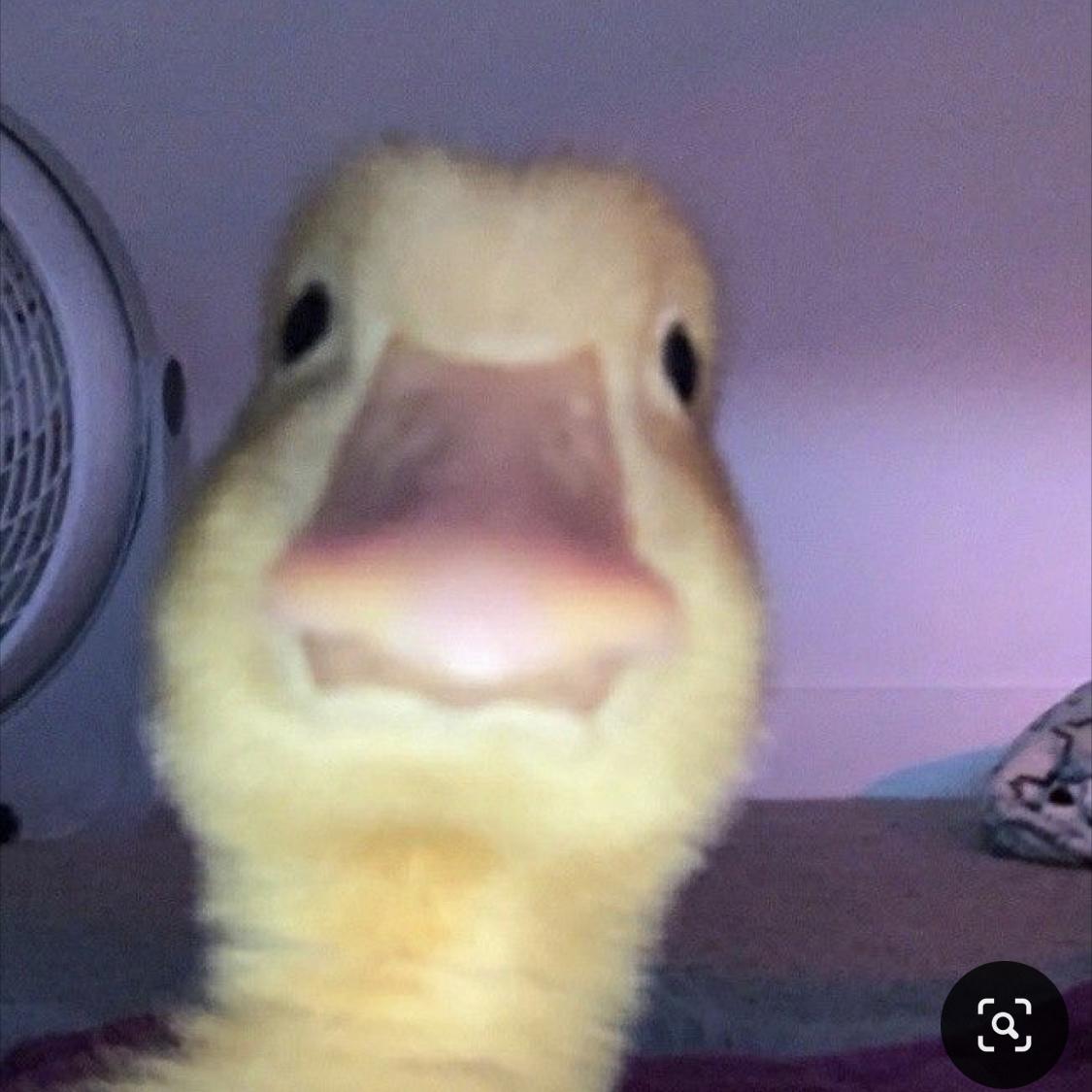 Ducks4life's images