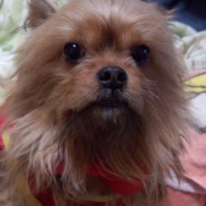 探偵ナイトスクープ 絶対に脱走する犬の手口が凄すぎるｗｗｗ