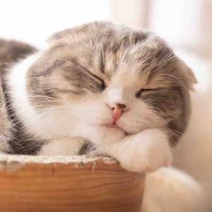 猫好きあつまれ！