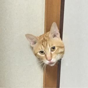 猫のはる☆可愛い動物達