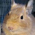 癒しのペット・デグーや小さな動物たち