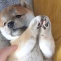 ゆき【柴犬との生活チャンネル】