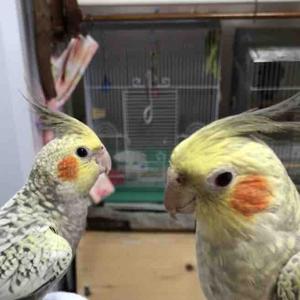 インココちゃんねる