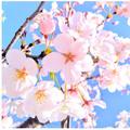 まな桜の画像