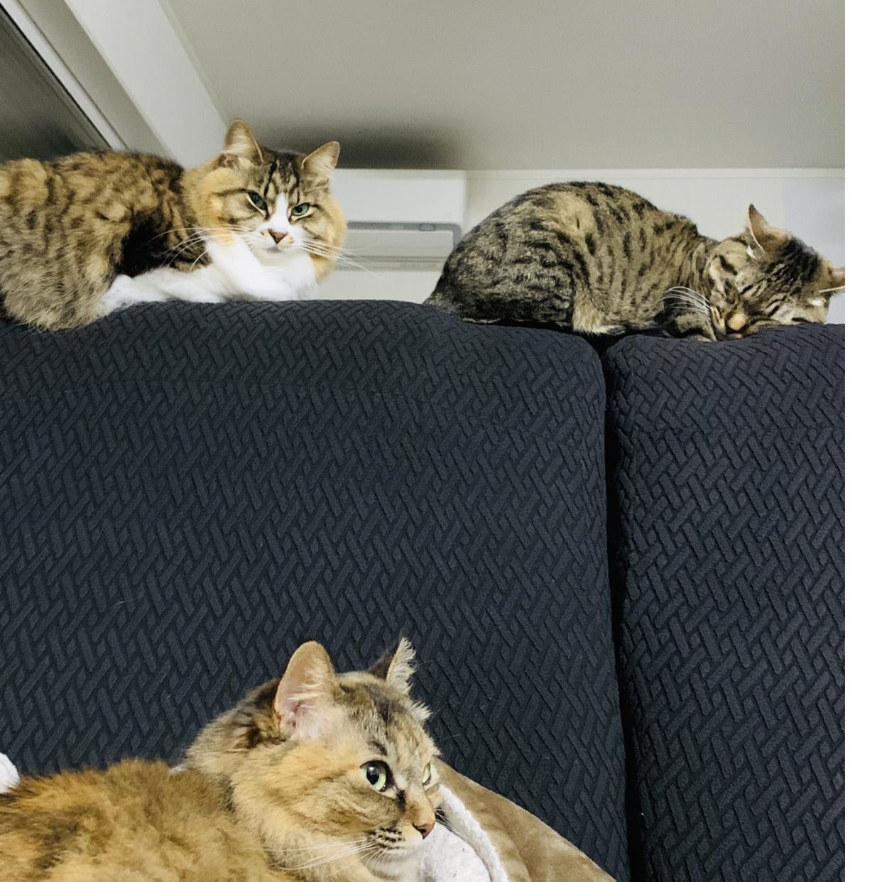 3 Cats Matsuの画像