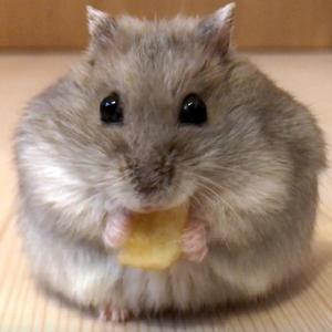 アニマルランド