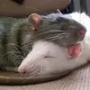 Sam and Colbys Rats-avatar