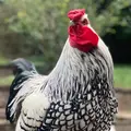 ChickenHappyHour