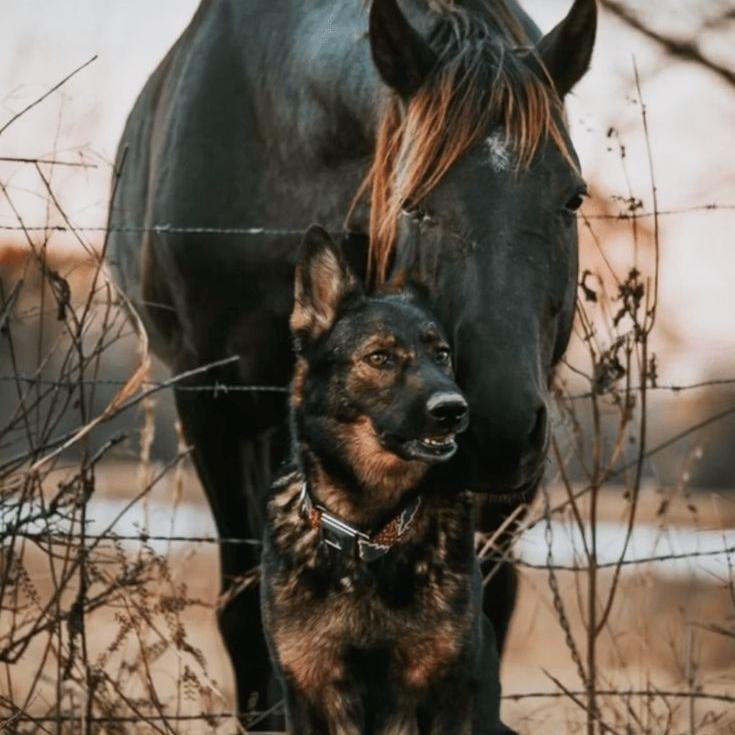 #Horse&doglover's images