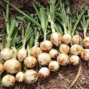 無農薬家庭菜園者