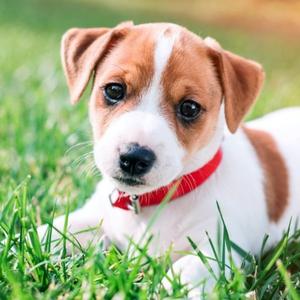 かわいい！癒しチャンネル