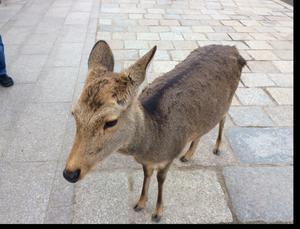 こすとこどっこい