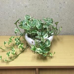 れみりゃ@林檎信者