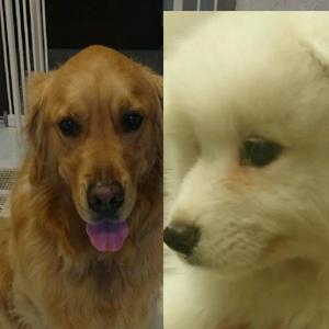 ゴールデンのKEN～Samoyedの「ナナ」