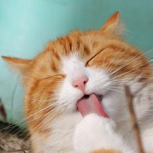 ねこ動画 #猫 ＃ネコ