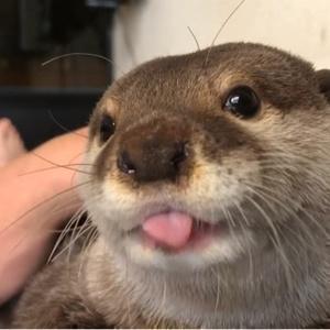 カワウソさくら