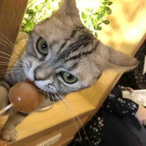 動物に癒され隊/相互します。