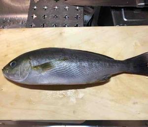 魚屋チャンネル