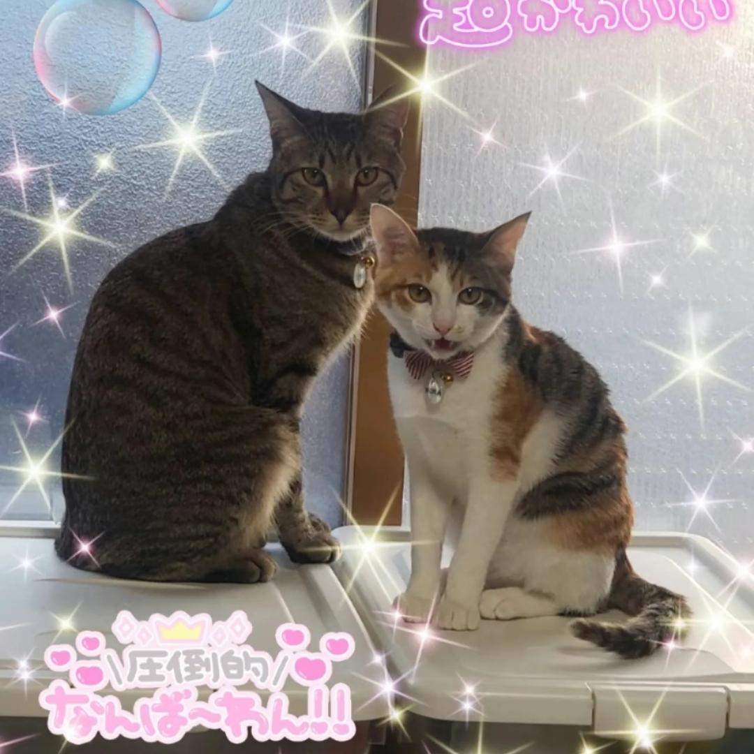 きじ猫とあくんの成長日記の画像