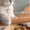 猫が料理するチャンネル