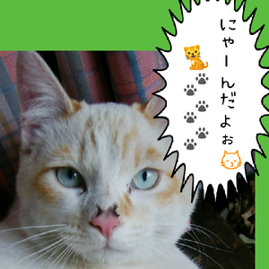 kïчomï  ぴぃ～ちゅけ